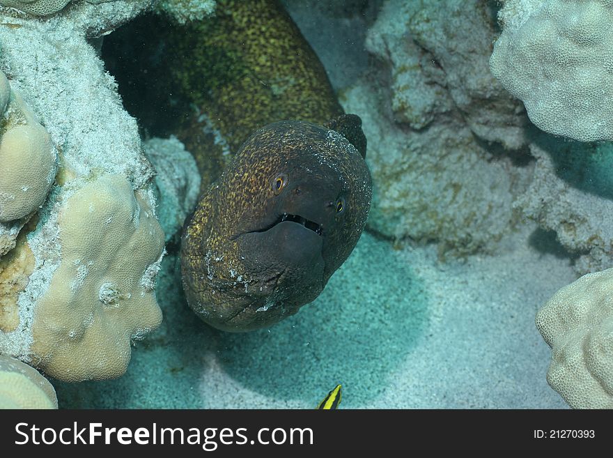 This is a shot of a large Yellow Margin Moray Eel found off the coast of the Big Island of Hawaii.