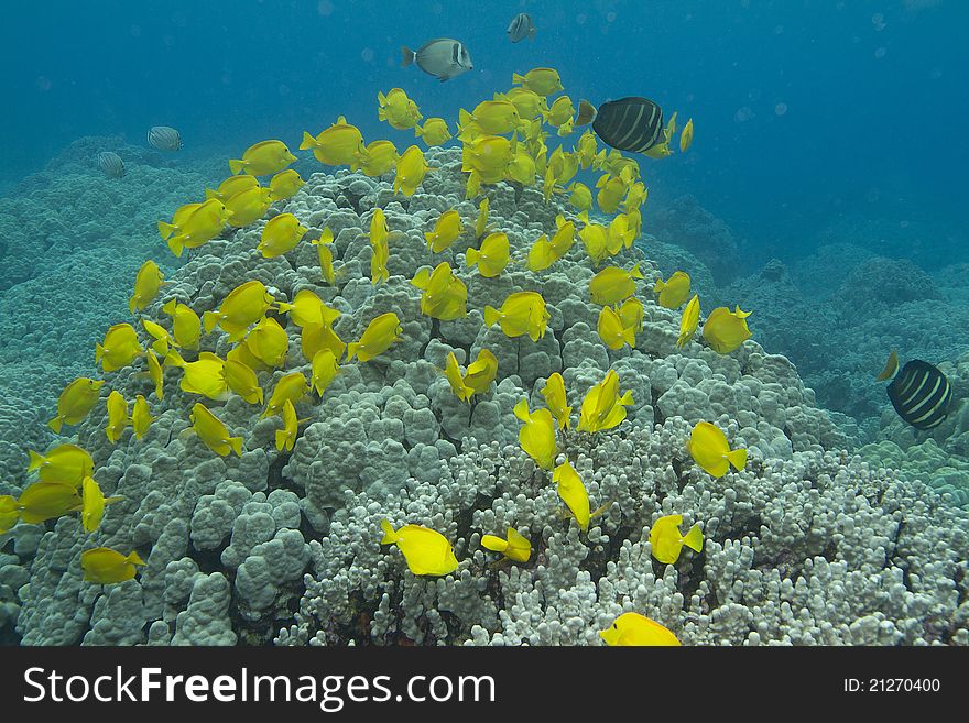 This is a picture of Yellow Tang schooling over a coral head off the coast of the Big Island of Hawaii.