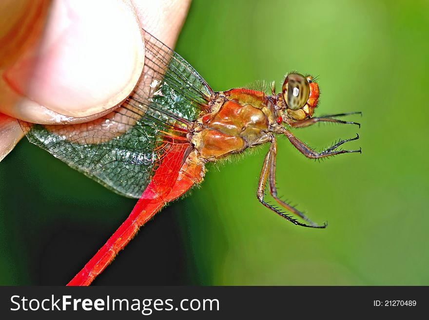 This red spectacular dragonfly is quite struggling to let itself goes freely. held on by its wings to observe it very closely. This red spectacular dragonfly is quite struggling to let itself goes freely. held on by its wings to observe it very closely.