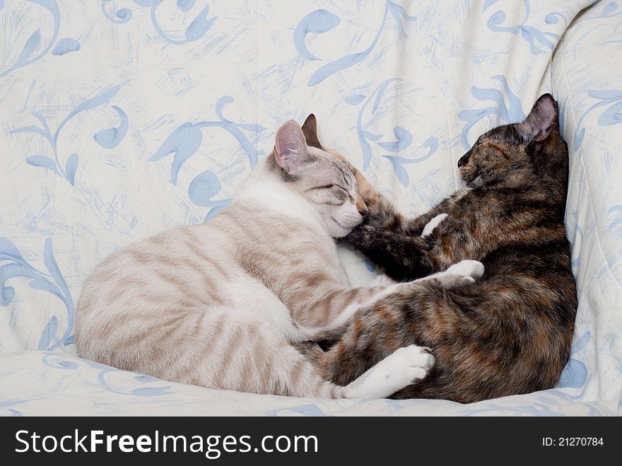 Two kittens sleeping together in sofa. Two kittens sleeping together in sofa