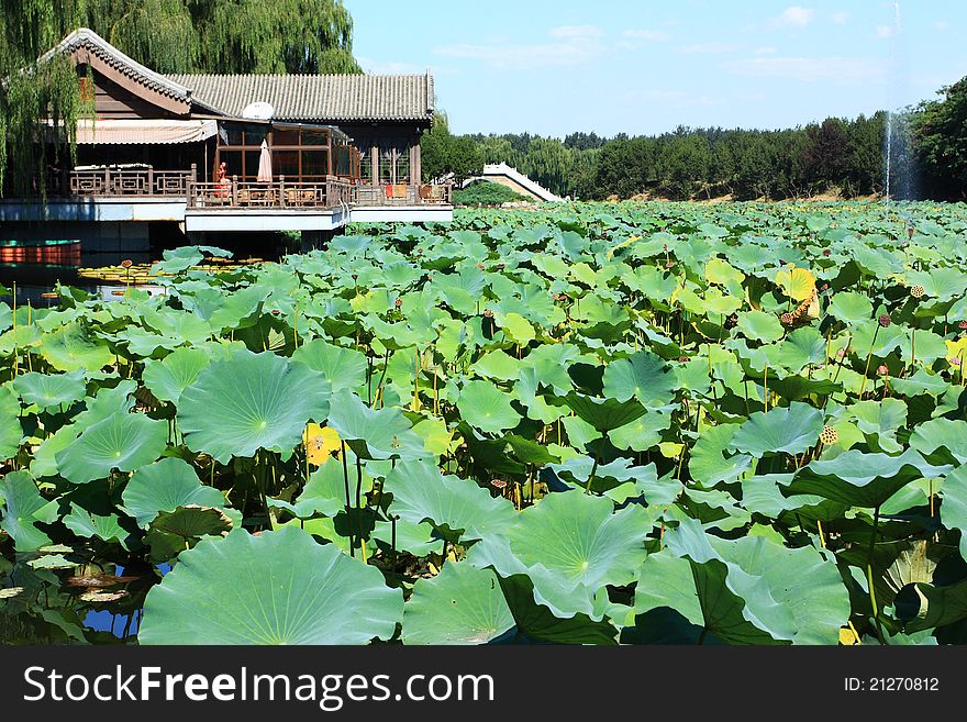 Lotus and pavilion in summer