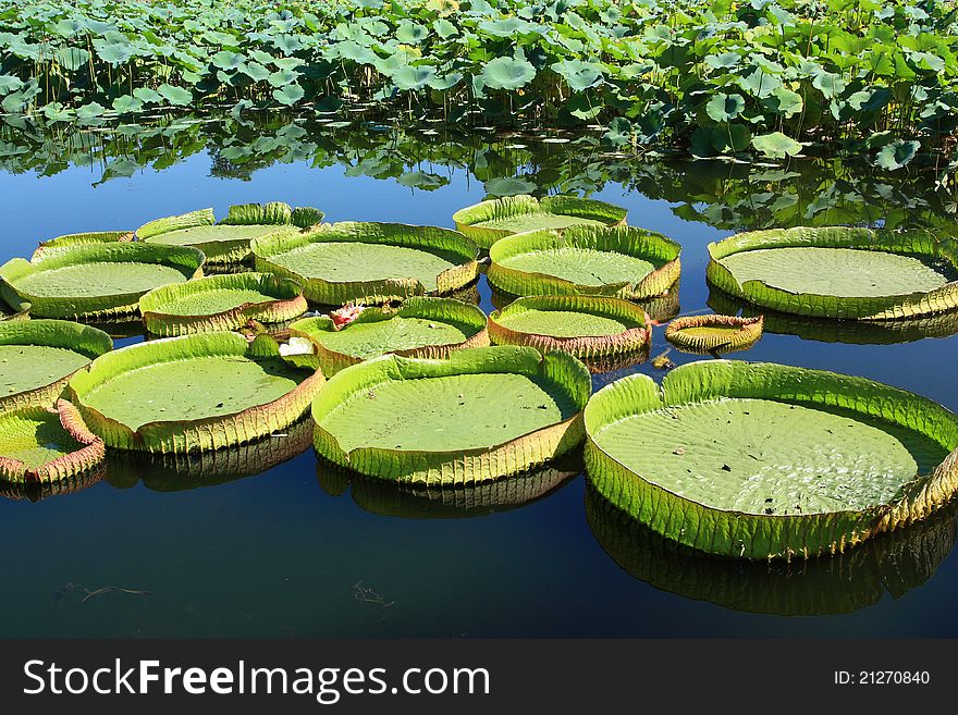 Lotus,water platter in lake.