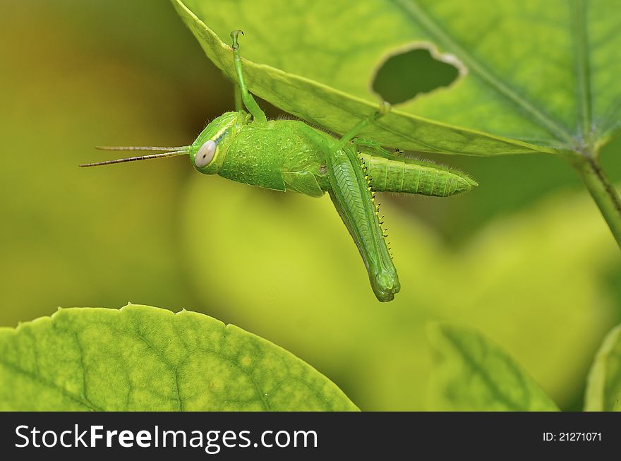 Grasshopper under the hibiscus leaf
