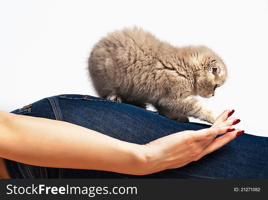 Fluffy kitten on a woman's thigh on white background