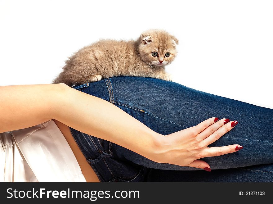 Fluffy kitten on a woman's thigh on white background
