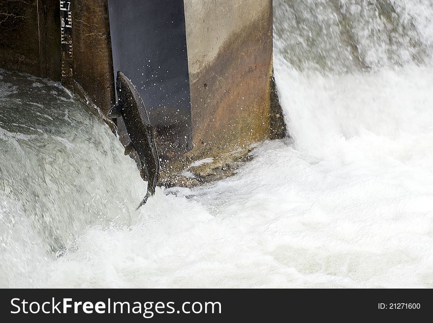 A salmon jumps into the first pool of a fish ladder at the Corbett's Dam along the Ganaraska River in Port Hope, Ontario. A salmon jumps into the first pool of a fish ladder at the Corbett's Dam along the Ganaraska River in Port Hope, Ontario.