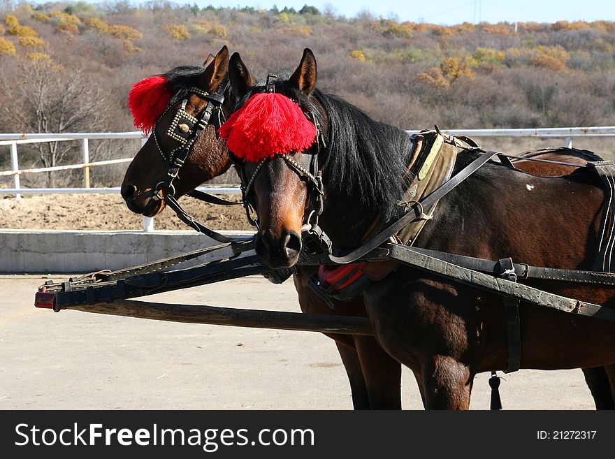 Two horses