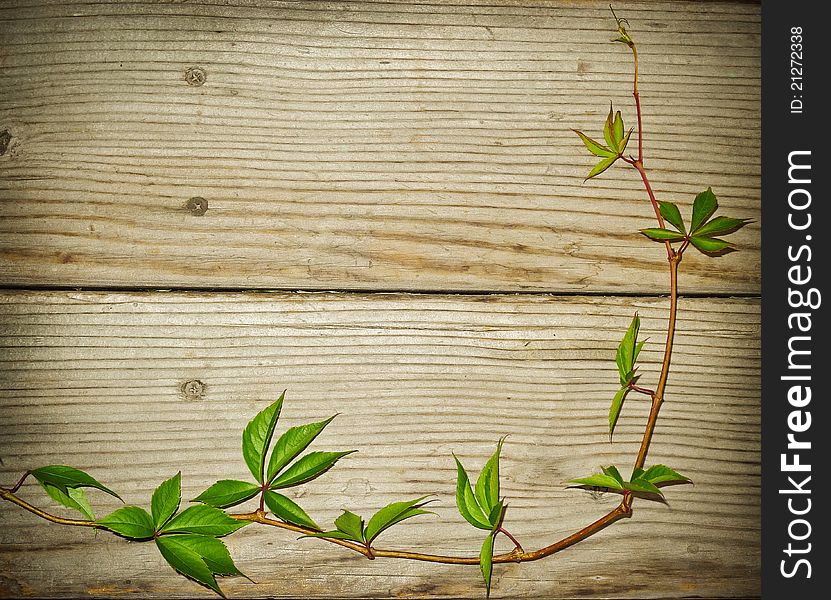 Vine branch on wooden background with empty apace. Vine branch on wooden background with empty apace