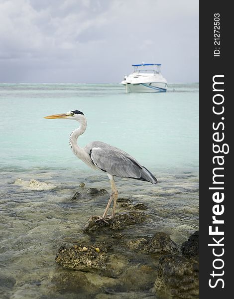 Portrait Maldivian Gray Heron on the Beach