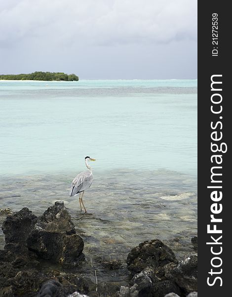 Portrait Maldivian Gray Heron on the Beach