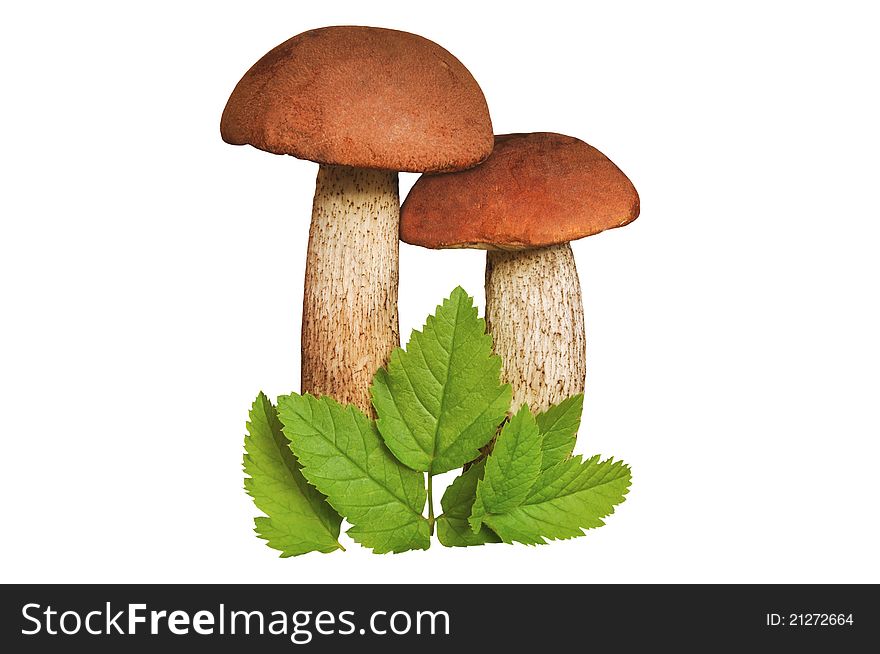 Mushrooms red and green leaves on the white isolated background
