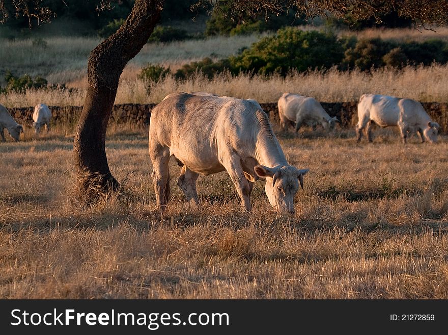 Cows Grazing