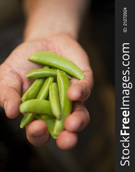 Hand With Pea Pods