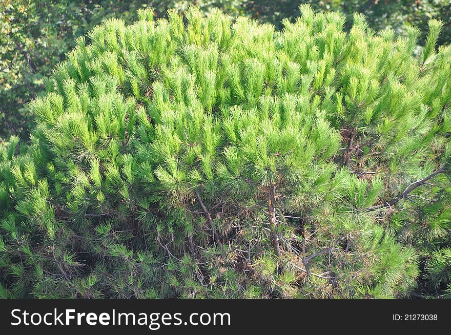 Beautiful needle leaf pine tree