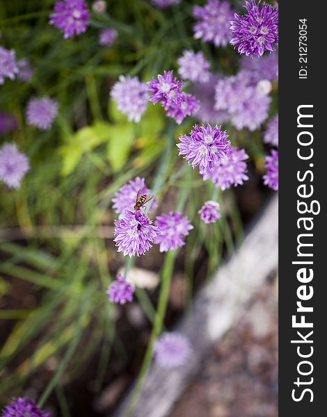 Close up of purple Leek with short focal depth