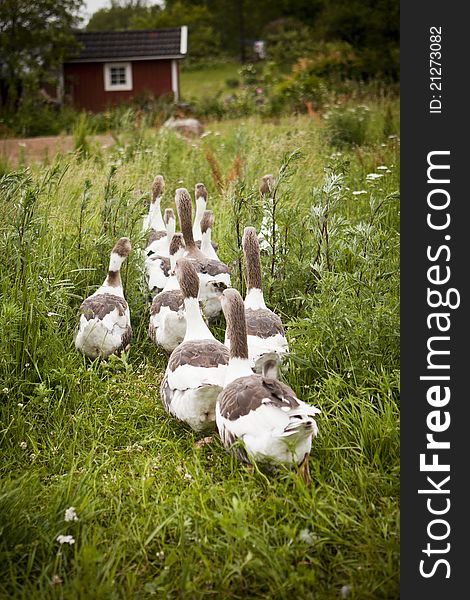 Group of Domestic Ducks outdoor