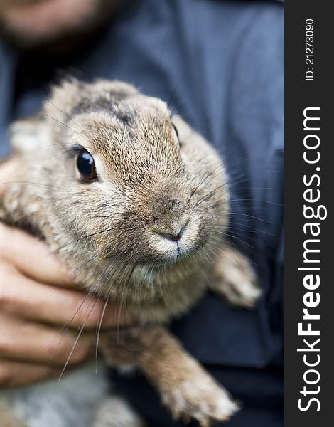 Front view of a grey brown rabbit. Front view of a grey brown rabbit