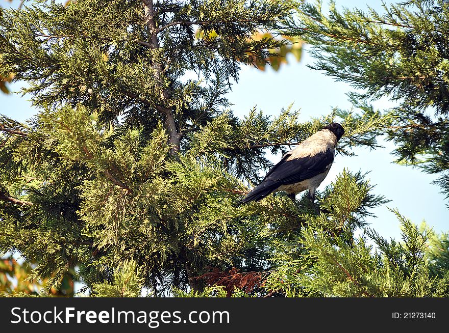 Beautiful needle leaf pine tree and crow