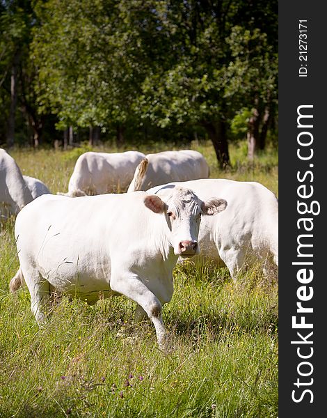 Scandinavian white cow on a field