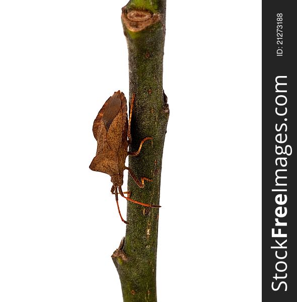 Brown bug on a twig against a white background