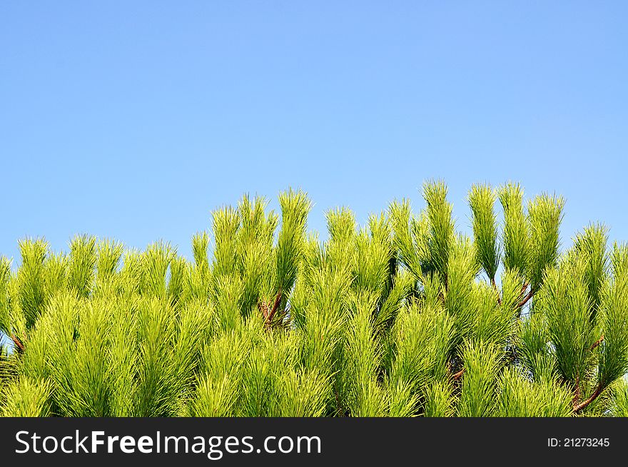 Beautiful needle leaf pine tree