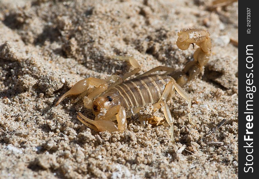 Yellow desert scorpion against a natural background