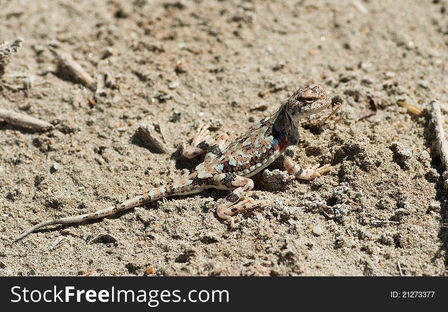 Variegated toadhead agama (Phrynocephalus versicolor) against a natural background