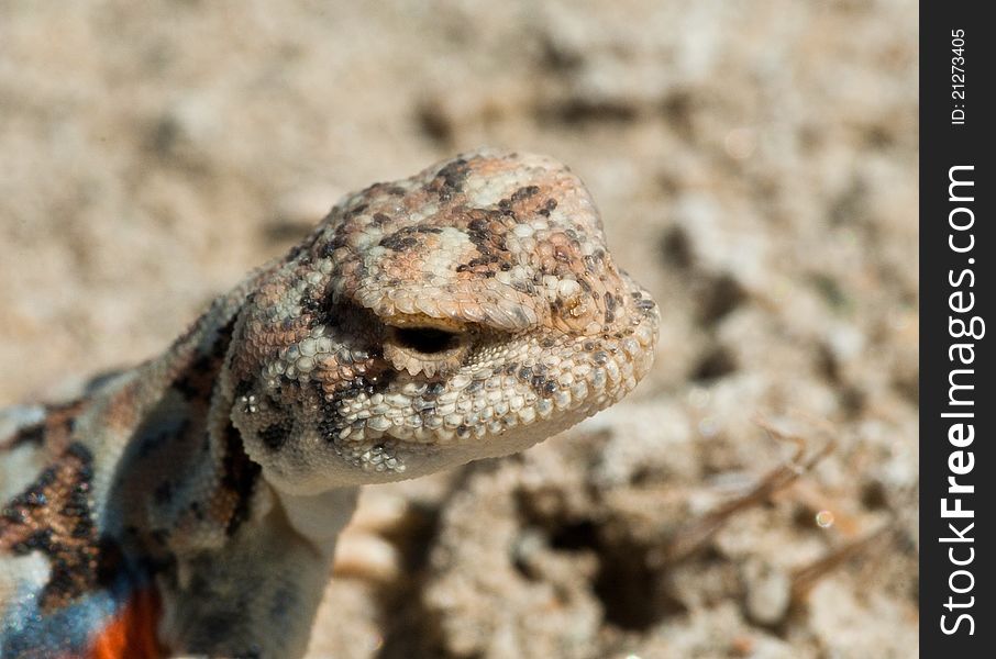 Portrait of variegated toadhead agama (Phrynocephalus versicolor) against a natural background. Portrait of variegated toadhead agama (Phrynocephalus versicolor) against a natural background