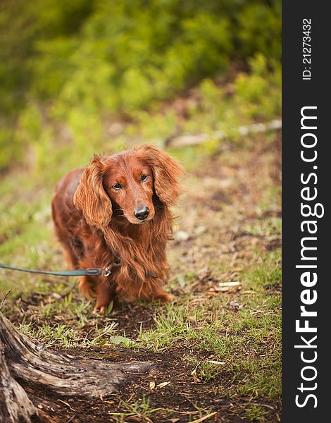 Lonley dog in nature with short focal depth