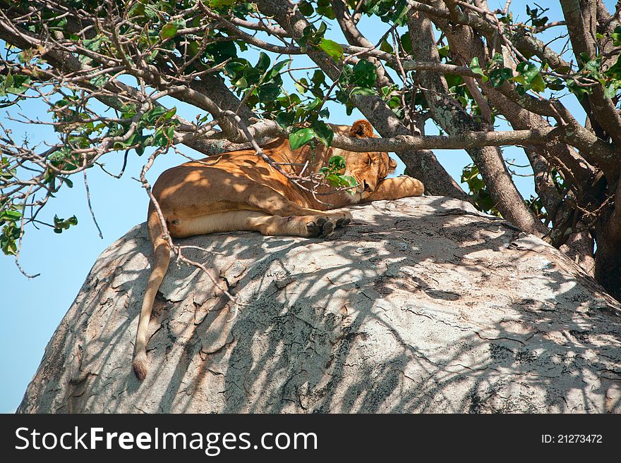 Close-up Of An African Lion