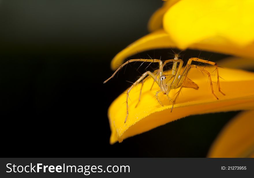 A small spider on the bright yellow flowers. A small spider on the bright yellow flowers.