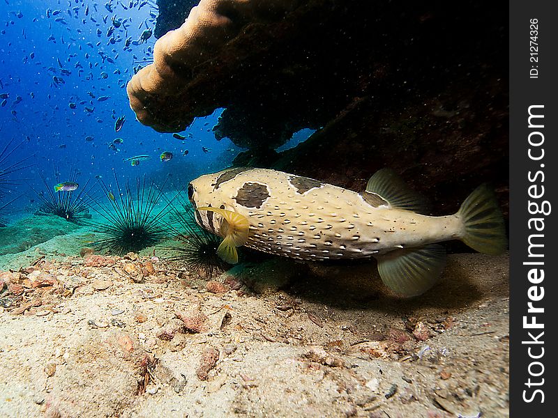 A porcupine puffer fish makes an exit away from the divers in the gulf of siam. A porcupine puffer fish makes an exit away from the divers in the gulf of siam