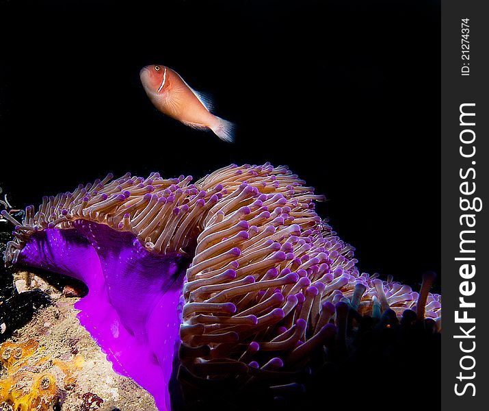 A pink anemone fish swims around his home. A pink anemone fish swims around his home.
