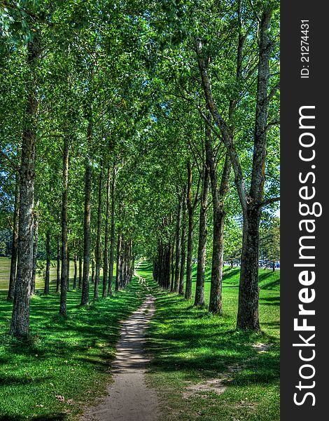 Forest Walking Path, HDR