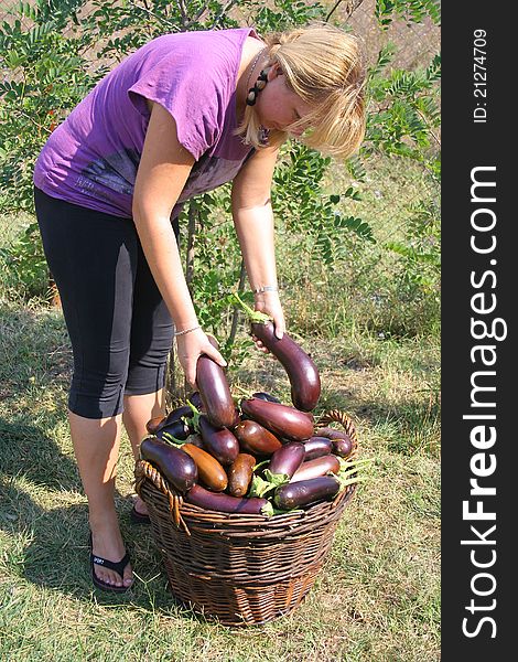 Romanian rustic girl with a basket full of egg-plants. Romanian rustic girl with a basket full of egg-plants