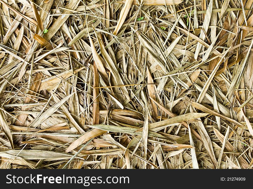 Dried bamboo leaves on the ground