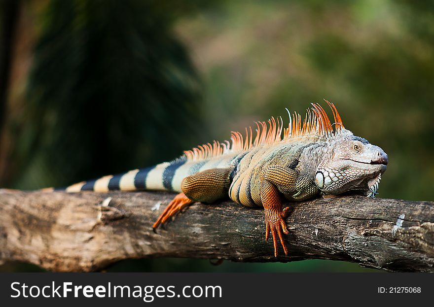 Iguana sits alone on a branch. Iguana sits alone on a branch