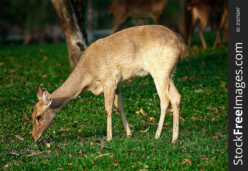 A deer grazes the green grass of thailand at a zoo. A deer grazes the green grass of thailand at a zoo