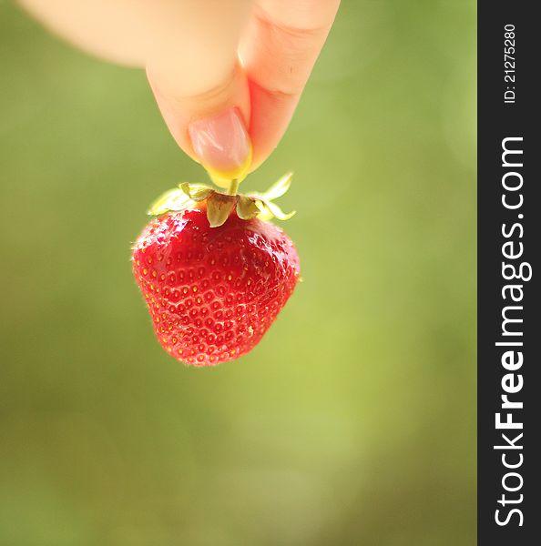 ripe strawberry in a hand