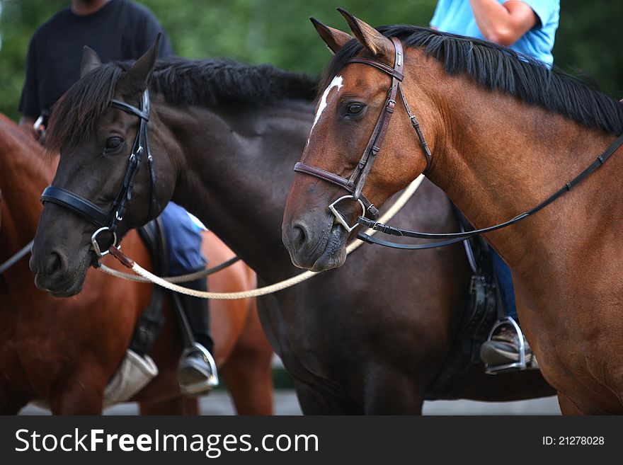 Beautiful portraits of two horses tacked up for a lesson in the summertime in Canada. Beautiful portraits of two horses tacked up for a lesson in the summertime in Canada.