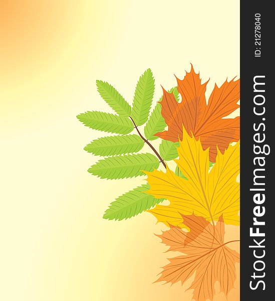 Autumn maple and ash leaves. Illustration