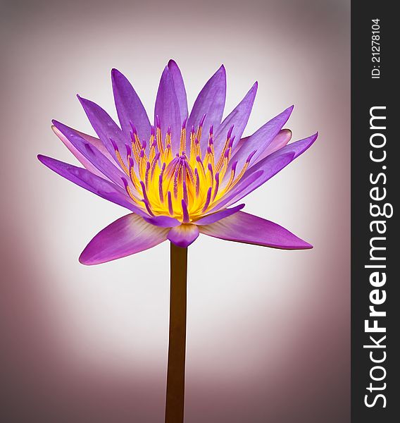 Beautiful Purple Lotus