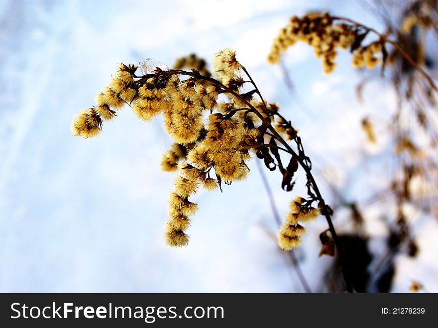 Plant in winter, snow and frost