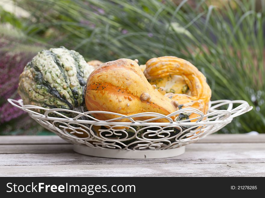 Still Life With Pumpkins