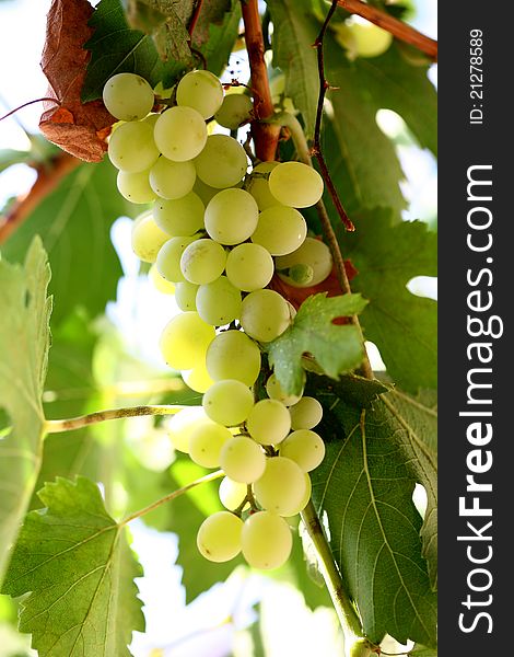 The grapes that grow on trees in the garden a new image. The grapes that grow on trees in the garden a new image