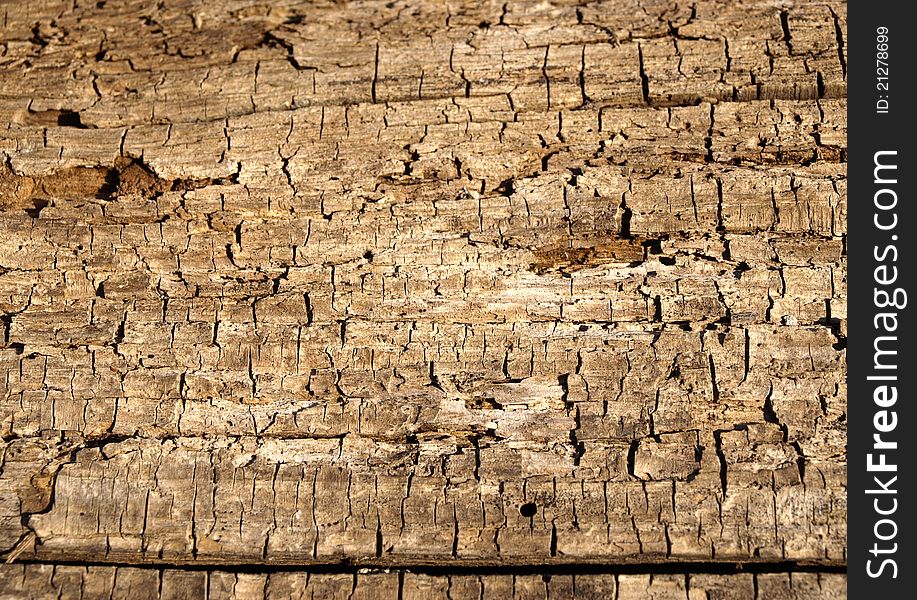 Old wood texture. Close up