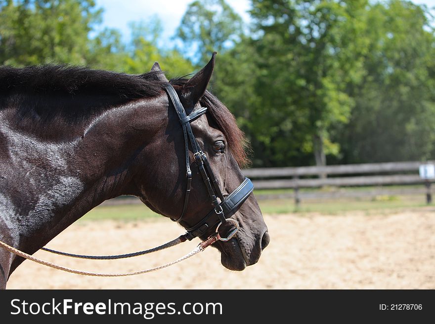 Portrait of a dark bay horse tacked up for a lesson in the summertime in Canada. Portrait of a dark bay horse tacked up for a lesson in the summertime in Canada.