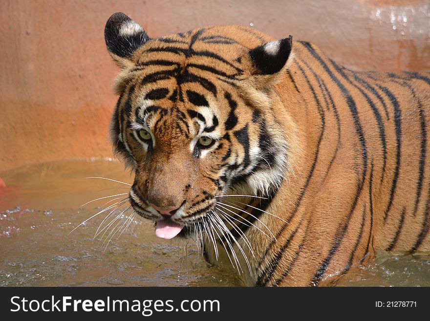 A tiger sticking his tongue out and enjoying the water and sunshine at the little rock zoo. A tiger sticking his tongue out and enjoying the water and sunshine at the little rock zoo.