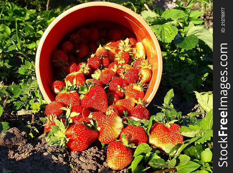 A lot of fresh strawberries from spilling on the ground. A lot of fresh strawberries from spilling on the ground