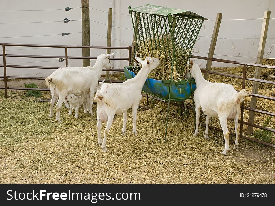 Goats feeding themselves and a mother suckling her baby goat. Goats feeding themselves and a mother suckling her baby goat.